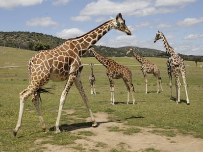 Reportaje en el Safari de Madrid. Jirafas.