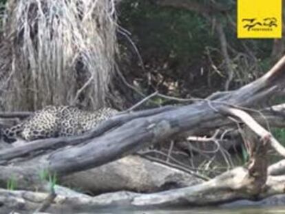 Un vídeo grabado en el Pantanal (Brasil) muestra el susto del felino ante estos animales acuáticos