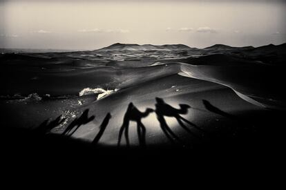 Sombra de caravana de camellos en desierto africano