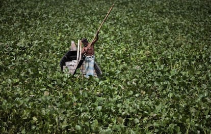 A veces, una fotografía de viajes incita a la reflexión. En 1989 fue detectada la presencia de una planta nunca vista antes en el lago Victoria, el segundo más grande del mundo, situado entre Kenia, Tanzania y Uganda: el jacinto de agua (Eichhornia crassipes), una planta acuática originaria de Sudamérica que se extiende con gran rapidez, colapsando los ríos y lagos de las regiones tropicales. Nadie sabe cómo llegó hasta allí, pero el hecho es que, favorecido su crecimiento por todo tipo de vertidos, una década después cubría el 15% de la superficie del lago. Los de la foto anegan el río Buriganga, uno de los más contaminados del mundo, a su paso por Dhaka, la capital de Bangladesh, donde, ante la imposibilidad de erradicarlos, se emplean como fertilizante, biomasa para producir metano o fuente de celulosa para papel. / Isidoro Merino