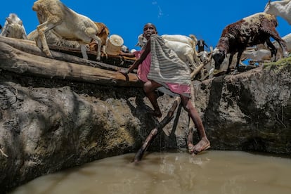 Una niña samburu va a buscar agua para el ganado; este grupo étnico del norte de Kenia es seminómada.