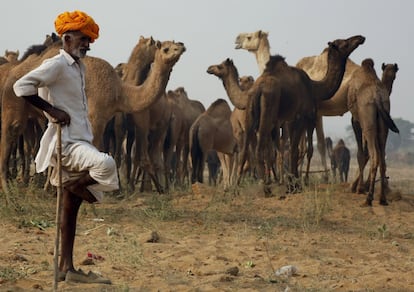 Un comerciante junto a un grupo de camellos en la feria anual de ganado en Pushkar (India).