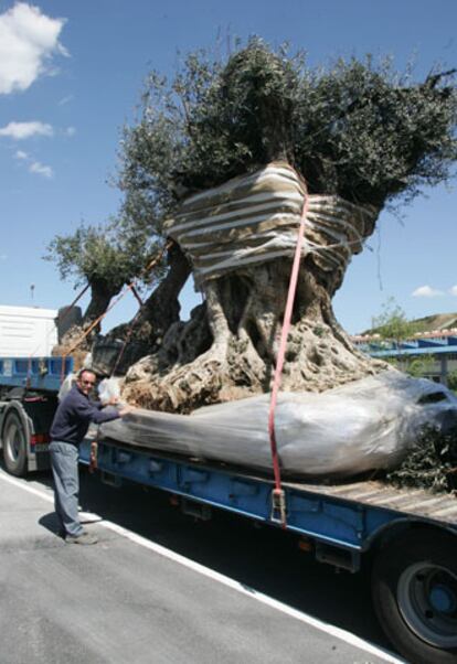 El olivo, a su paso por Guipúzcoa camino de Francia.