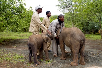 En Elephants Without Borders trabajan con el departamento de vida salvaje aportando recursos y conocimiento a la hora de rescatar ejemplares o reintroducirlos en su hábitat. También con las comunidades. Ahora acogen a cuatro crías huérfanas y se ocupan de su desarrollo, pues no pueden permitirse perder ni un solo ejemplar.