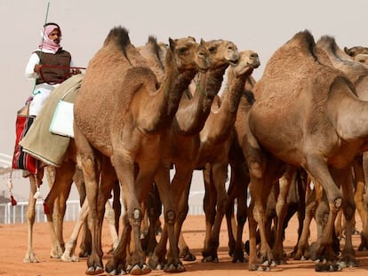 Un hombre guía el pasado viernes a un grupo de camellos que participaron en el King Abdulaziz Camel Festival, en Riad.