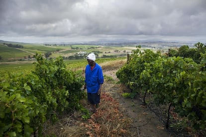 La temporera Johanna camina en un viñedo en Stellenbosch (Sudáfrica) bajo un cielo cubierto por nubes.