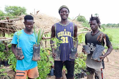 Modou Lamin Boyeng (en el centro), hijo mayor de la fundadora de WIG, Isatou Ceesay, tras terminar sus estudios en la universidad, decidió trasladarse al interior del país y liderar un programa de reforestación. A través de charlas y diversas actividades, sensibilizan a los escolares de la importancia de preservar del medioambiente. Ellos les suplen los árboles a plantar en sus terrenos.