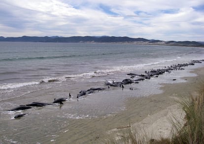 Imagen de las ballenas varadas cerca de la bahía neozelandesa de Mason