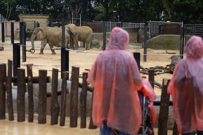 Canguros, elefantes u osos desaparecerán cuando mueran los actuales ejemplares. En la imagen, dos visitantes contemplan un grupo de elefantes.