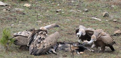 Varios buitres leonados se alimentan de carroña en la Sierra de Cazorla (Jaén).