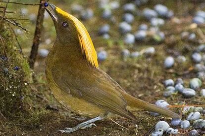 Con las plumas amarillas casi transparentes, el pájaro de oro es una las aves halladas en Indonesia y que amplian la fauna terrestre.