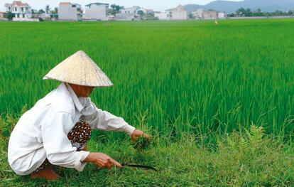 Un agricultor trabaja en un arrozal vietnamita.