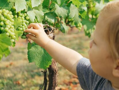 Un niño coge una uva.