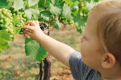 Un niño coge una uva.