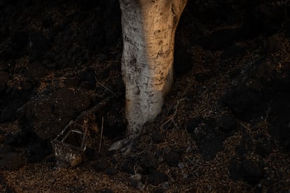 A tree engulfed by lava on November 17.