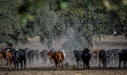 Reses de la ganadería de San Martín, en el campo extremeño.