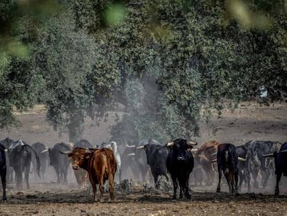 Reses de la ganadería de San Martín, en el campo extremeño.