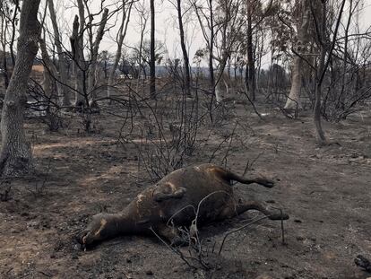 Un animal quemado en el incendio de El Kala, este jueves en la provincia argelina de Al Taref.