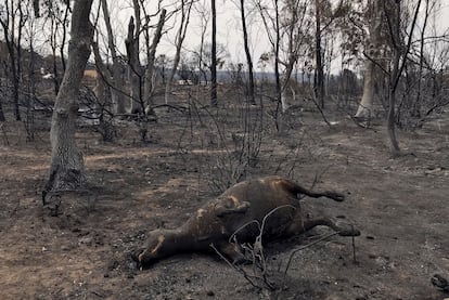 Un animal quemado en el incendio de El Kala, este jueves en la provincia argelina de Al Taref.