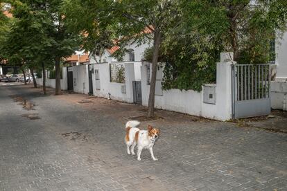 Un perro en medio de una de las calles de la colonia Cuatro Vientos.