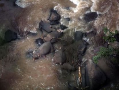 La manada trató de socorrer a una cría de tres años que se había precipitado desde unas rocas.