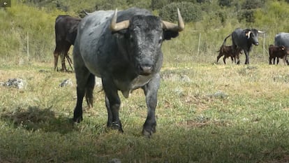 El toro Cobradiezmos, en abril de 2019, en la finca Las Tiesas de Santamaría, rodeado de vacas y becerros.