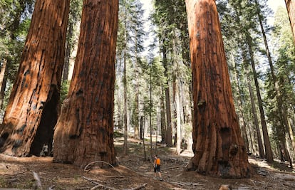 Un turista camina entre los árboles gigantes de la especie 'Sequoiadendron giganteum', en el Parque Nacional Sequoia, en Sierra Nevada, (California).