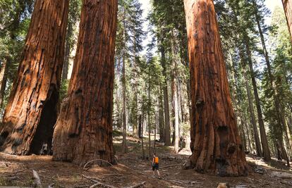 Un turista camina entre los árboles gigantes de la especie 'Sequoiadendron giganteum', en el Parque Nacional Sequoia, en Sierra Nevada, (California).