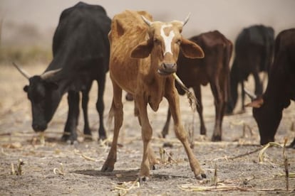 Imagen difundida por Oxfam de ganado en la provincia de Guera, en Chad.