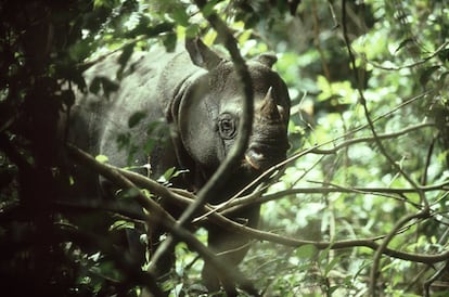 A União Internacional para a Conservação da Natureza estima que só existam cerca de 50 rinocerontes de Java (‘Rhinoceros sondaicus’). Estes exemplares, que vivem na Indonésia, são vítimas da caça ilegal destinada ao comércio dos chifres de rinoceronte. O Fundo Mundial para a Natureza (WWF) alerta que o chifre pulverizado é utilizado na medicina tradicional asiática como cura para as mais variadas doenças: ressacas, febres e até câncer.