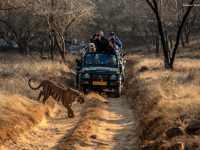 Un grupo de turistas fotografía a un tigre de bengala durante un safari en el Parque Nacional de Ranthambhore en Rajastán, India, en febrero de 2023