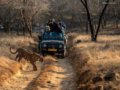 Un grupo de turistas fotografía a un tigre de bengala durante un safari en el Parque Nacional de Ranthambhore en Rajastán, India, en febrero de 2023