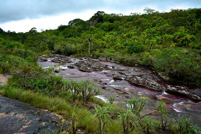 Todo va regido por cupos, que determinan el número de visitantes máximos por día, y estrictas medidas para no dañar este paraíso, que incluyen no usar cremas solares, repelentes de mosquitos o bañarse en zonas donde la planta está presente. 
