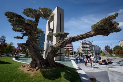 Uno de los olivos centenarios plantados en la nueva plaza de América de Vigo.