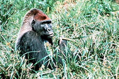 Un gorila del Congo en una escena de un documental de la BBC y Discovery Channel.