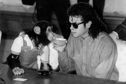 Michael Jackson.

Bubbles, adoptado por el mito del pop en 1980, lo siguió incluso en sus giras alrededor del mundo y se convirtió en el chimpancé más conocido del planeta. No extraña que uno de los proyectos más esperados en la industria de Hollywood sea el guion que cuenta la historia de Jackson desde el punto de vista del primate.