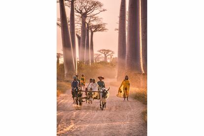 Un carro en la avenida de los Baobabs, en Menabe (Madagascar).