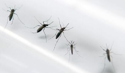 El mosquito Aedes aegypti puede transmitir el chikungu&ntilde;a. 