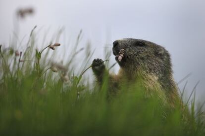 EL APERITIVO DE LA MARMOTA. AUSTRIA. El parque nacional de Hohe Tauern es la mayor reserva natural en los Alpes. Primas de las ardillas, estos perezosos animales son los roedores de mayor tamaño en Europa (hasta ocho kilos).