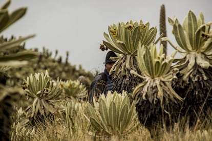 Hugo Quelal observa el horizonte tras la vegetación de El Ángel. Los frailejones, reyes indiscutibles del páramo, se extienden a lo largo de la mayoría de las 16.541 hectáreas de la superficie total de la reserva.