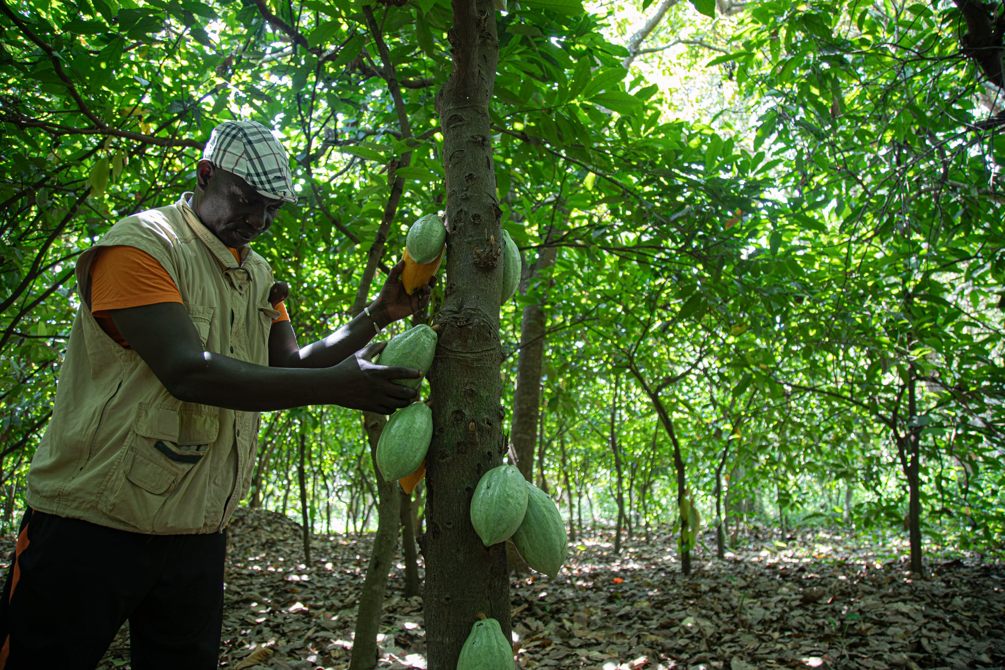 ¿Cuál es el origen del cacao? El contrabando, la corrupción y una compleja red de intermediarios hacen casi imposible seguir su rastro