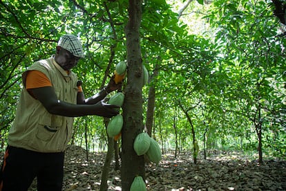 Cacao Costa de Marfil