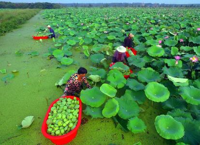 Varias personas cosechan vainas de semillas de flores de loto en un estanque en Tancheng, en la provincia oriental de Shandong (China).