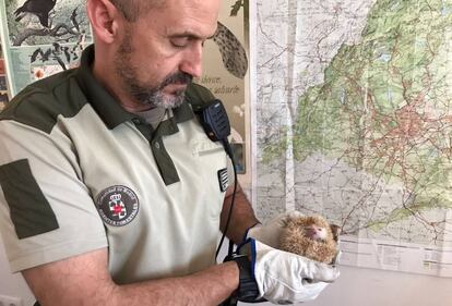 Un agente forestal enseña el ejemplar de erizo capturado.