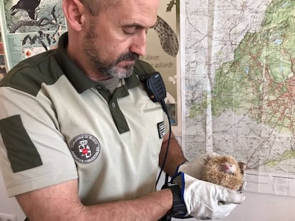 Un agente forestal enseña el ejemplar de erizo capturado.