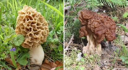 Morchella esculenta, Gyromitra esculenta