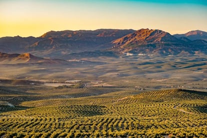 La Sierra Magina despunta en el horizonte de esta panorámica de olivares que se obtiene desde Baeza, en Jaén.