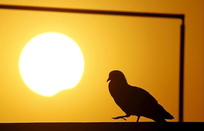 La silueta d'un colom vista durant l'eclipsi solar a Kàtmandu (Nepal).