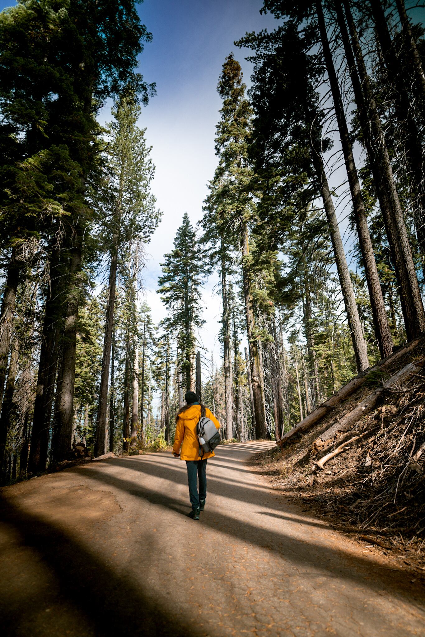 Senderismo entre secuoyas en el parque nacional de Yosemite.