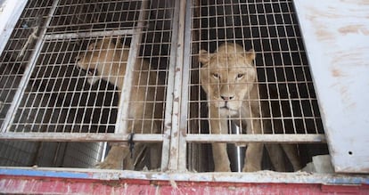 Los leones entregados a la ONG AAP Primadomus de Villena, en Alicante.